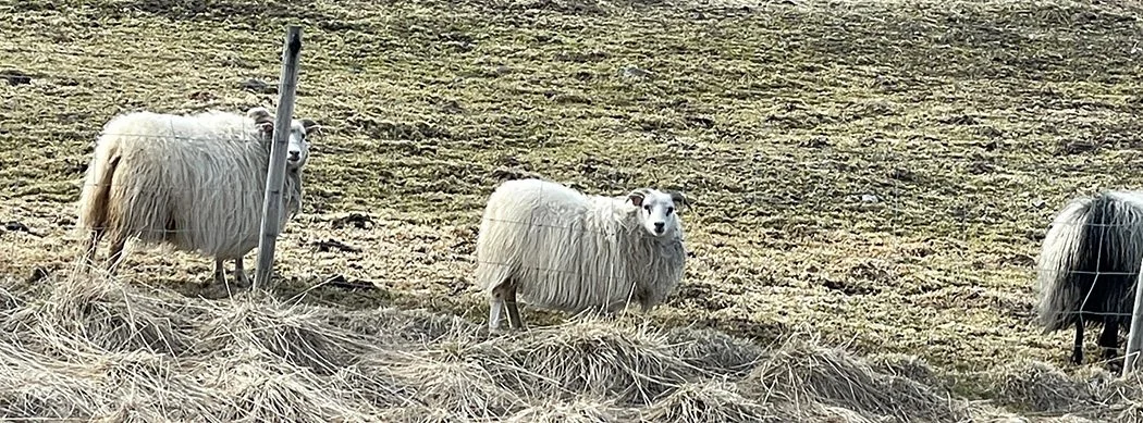 Icelandic sheep: the fleece and my experience spinning it